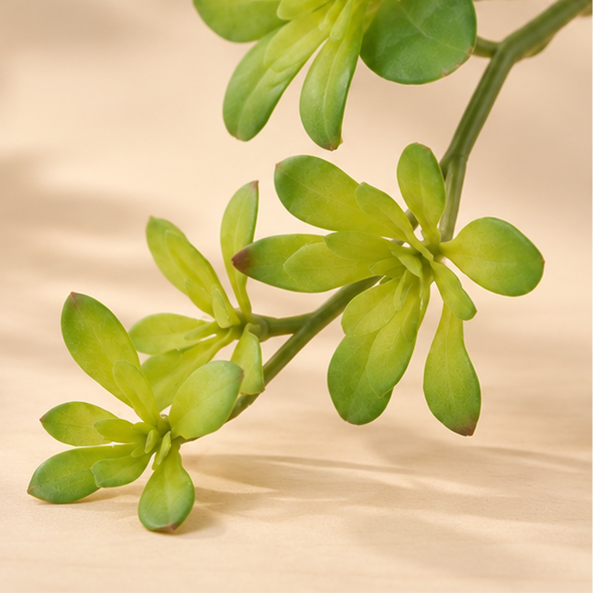 Echeveria Cadente Artificiale h.30 cm