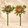 Echeveria Olis Real Touch EDG h.18 cm