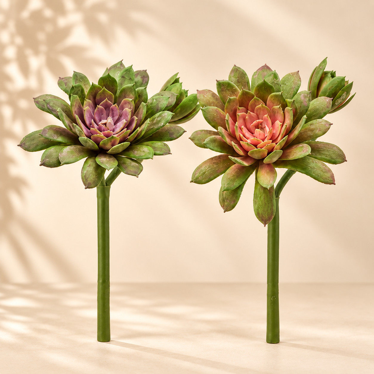 Echeveria Olis Real Touch EDG h.18 cm