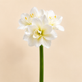 Amaryllis Real Bianco H.60 cm