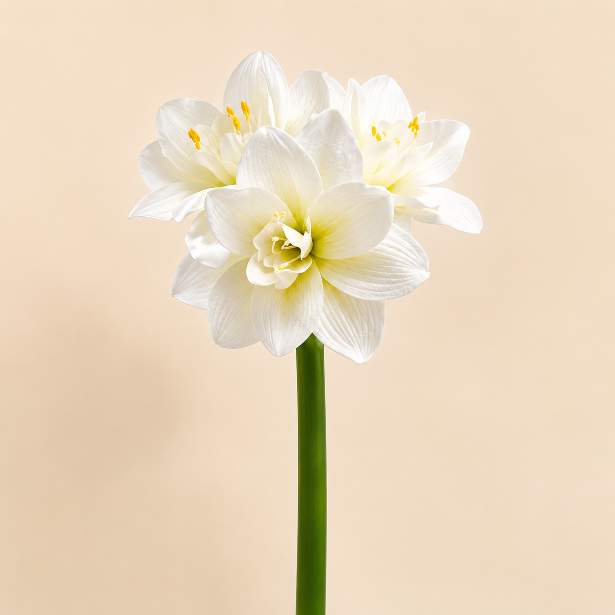 Amaryllis Real Bianco H.60 cm