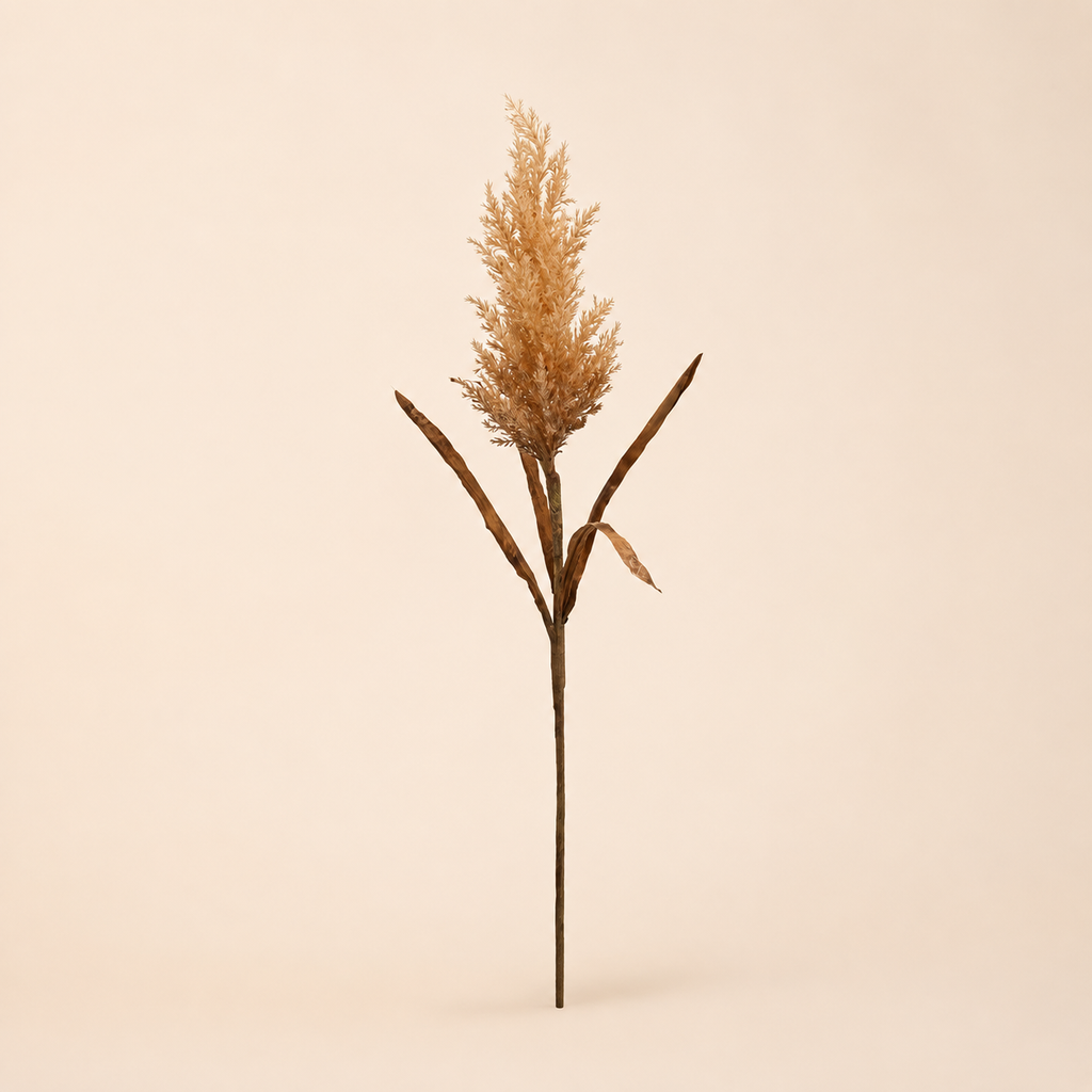 Canna Palustre Dry EDG h.86cm