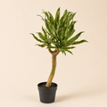 Agave Chic Artificiale H.70 cm con vaso