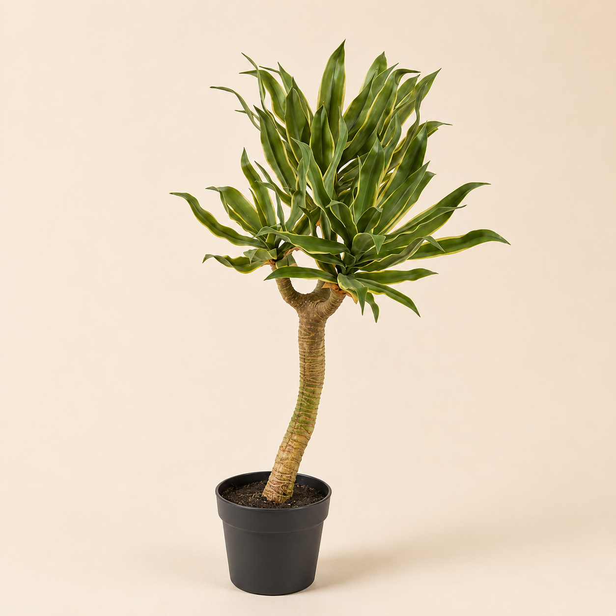 Agave Chic Artificiale H.70 cm con vaso