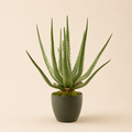 Aloe Artificiale in Vaso H.45 cm