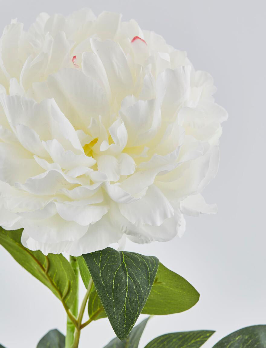 Peonia Rex bianca Piante e fiori artificiali