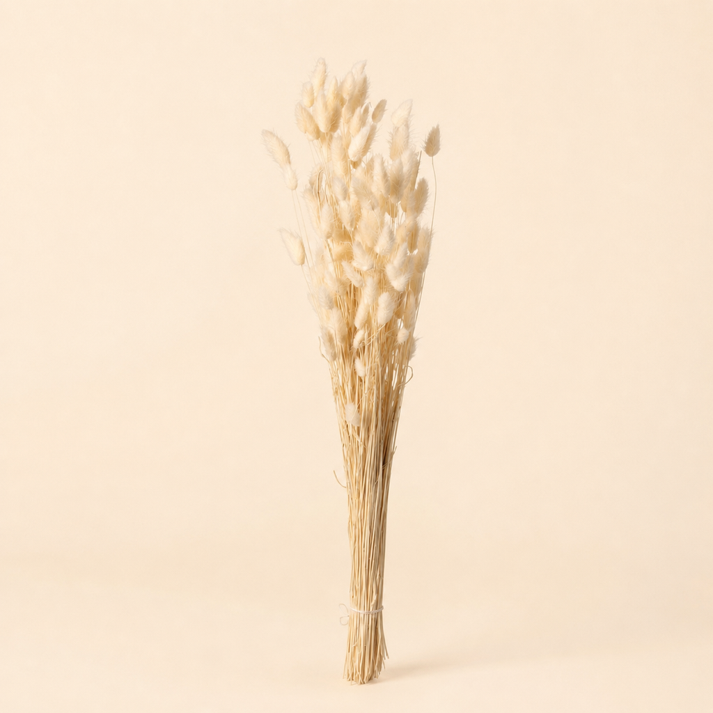 Coda di Lepre Essiccata Naturale – H 73 cm