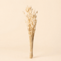 Coda di Lepre Essiccata Naturale – H 73 cm
