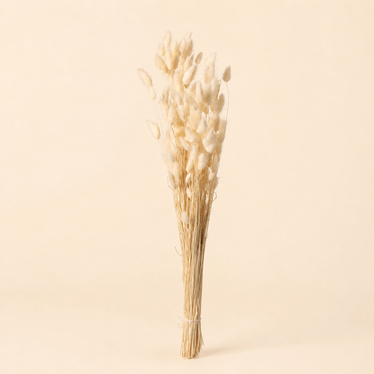 Coda di Lepre Essiccata Naturale – H 73 cm
