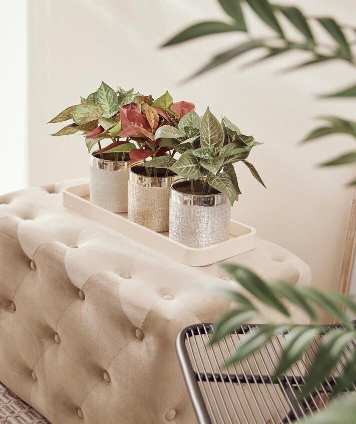 Caladium Ramo