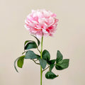 Peonia Rex rosa Piante e fiori artificiali