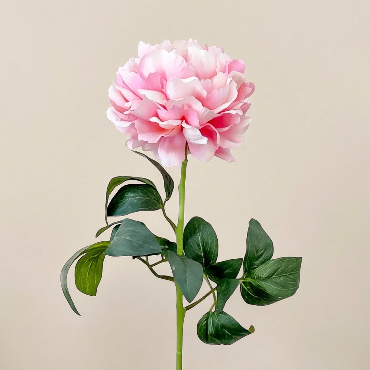 Peonia Rex rosa Piante e fiori artificiali