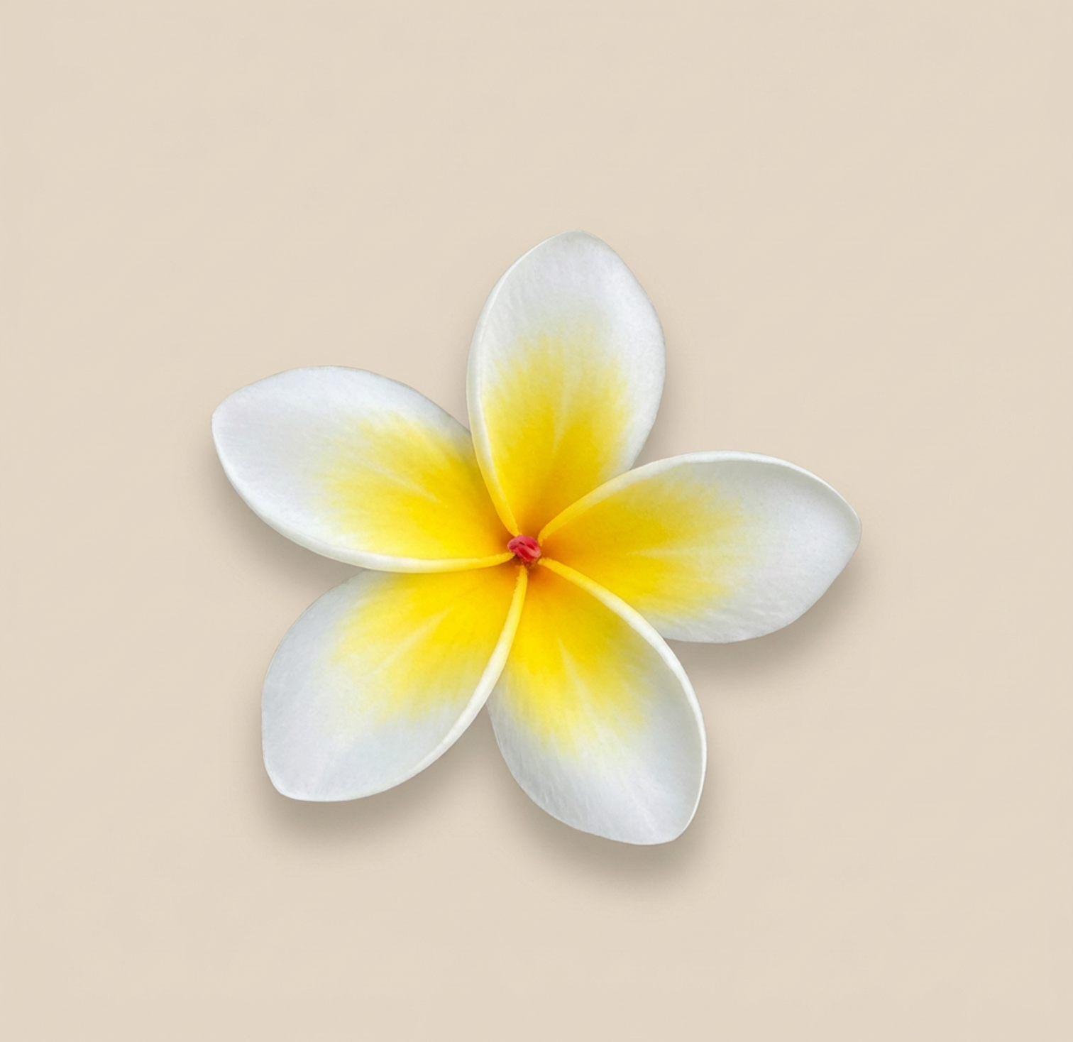 Candela frangipani Candela