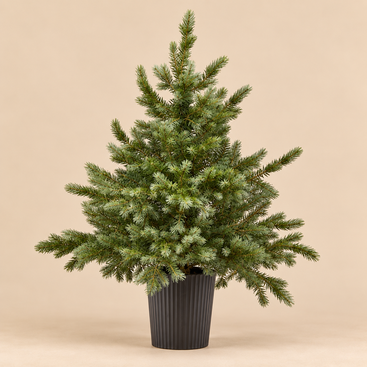 Albero di Natale Argentato in Vaso h.90