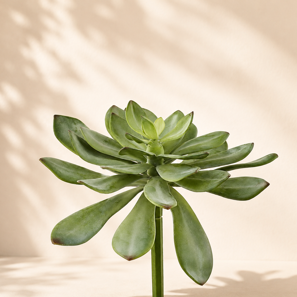 Crassula West