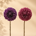 Dalia Rex EDG Viola/Malva