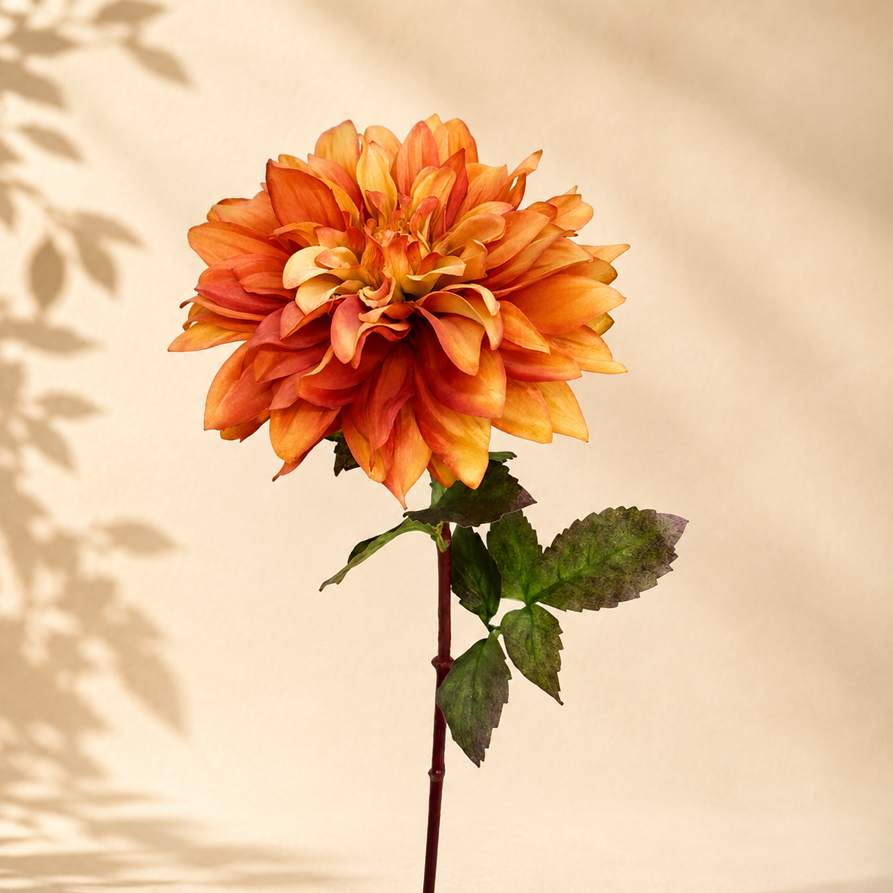 Dalia h.60cm
