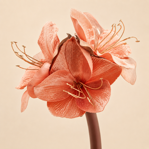 Amaryllis Velluto H.69 cm