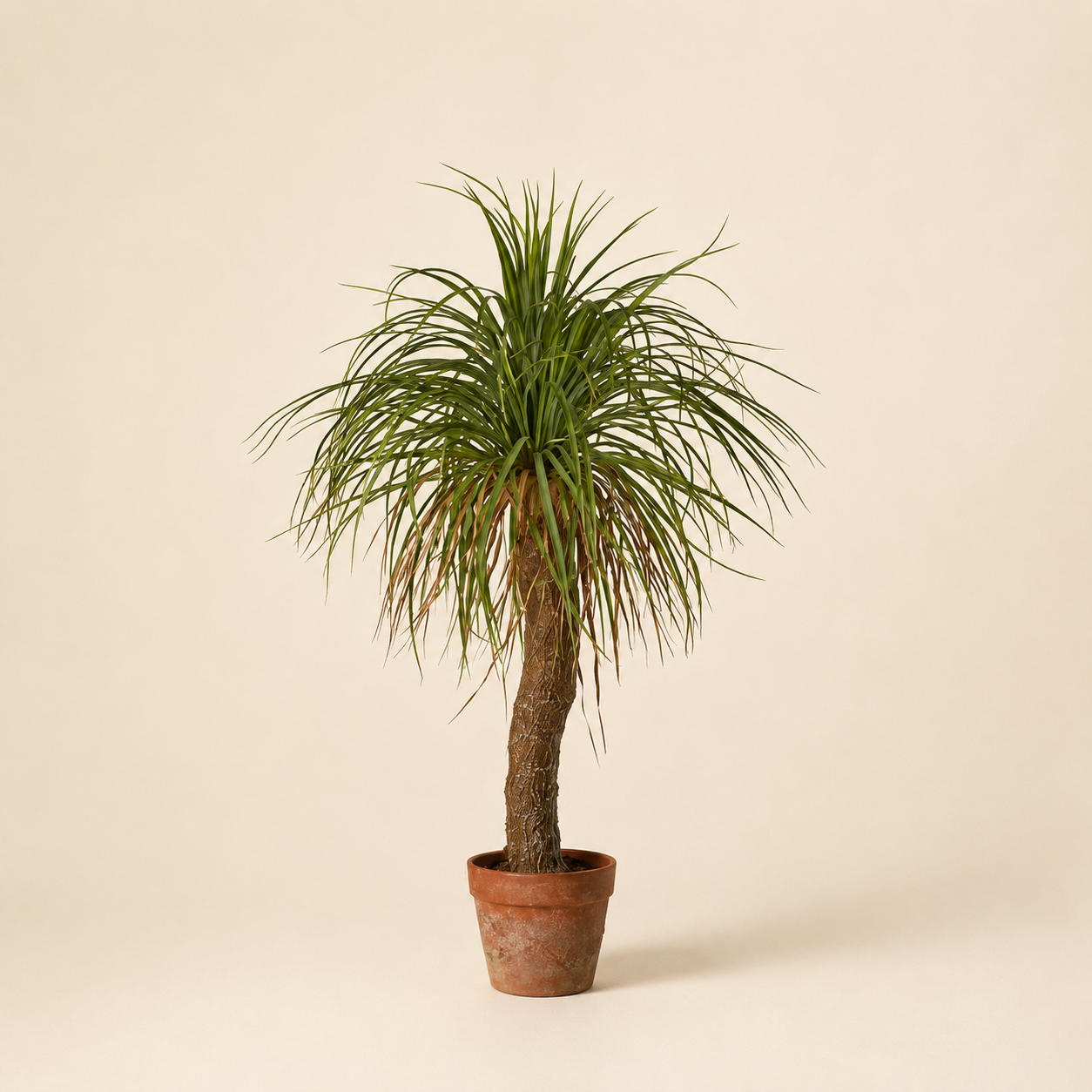 Beaucarnea con Vaso
