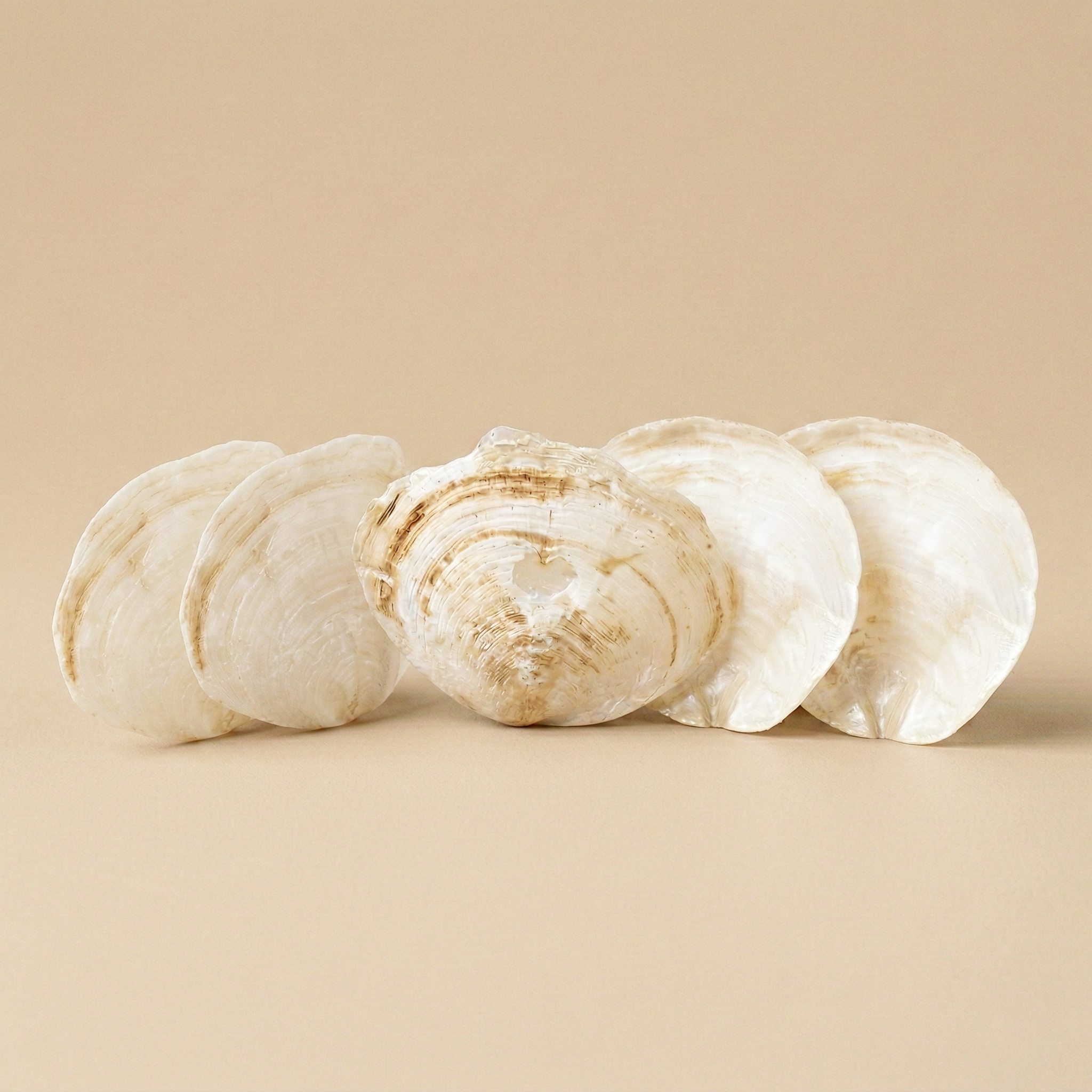 Conchiglie Capiz decor