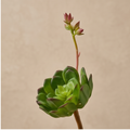 Cactacea Aeonium Artificiale