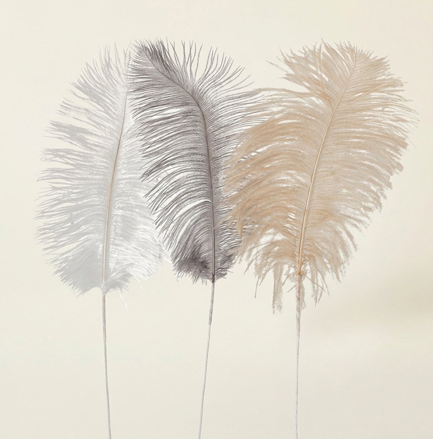 Piuma decorativa Decor