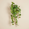 Singonium cadente