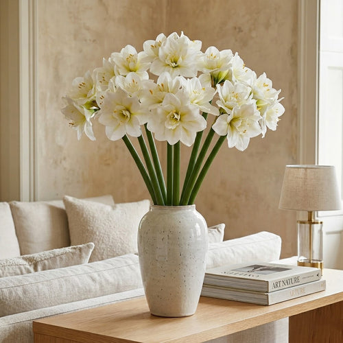 Amaryllis Real Bianco H.60 cm