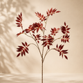 Sambuco Glory h.100 cm