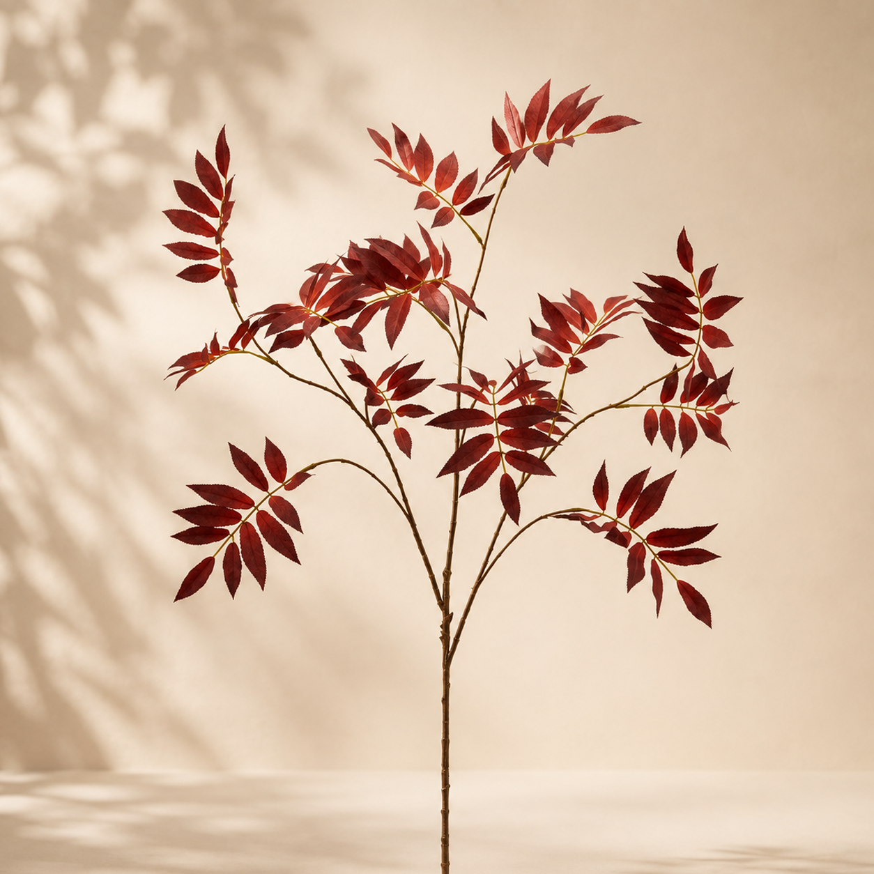 Sambuco Glory h.100 cm