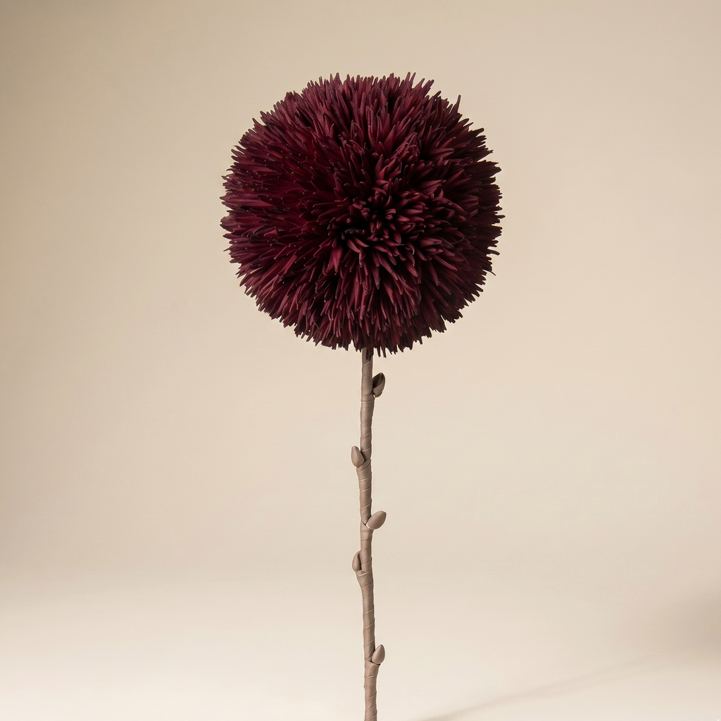 Allium prugna