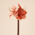 Amaryllis Velluto H.69 cm