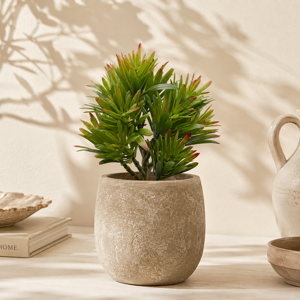 Crassula senza vaso