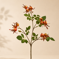 Rosa Canina Glory – H 70 cm