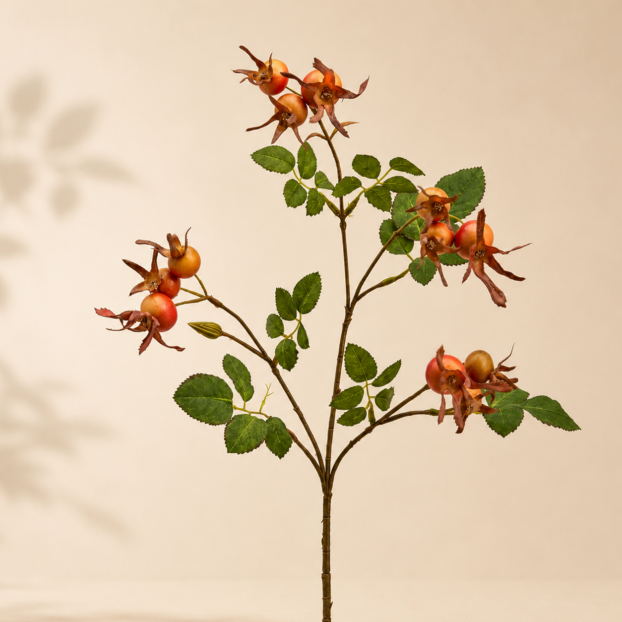 Rosa Canina Glory – H 70 cm
