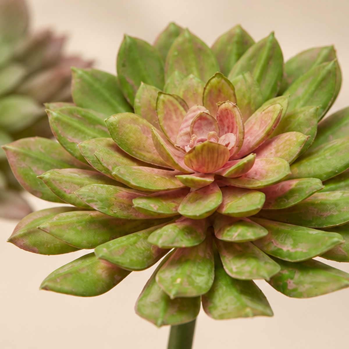 Echeveria Olis Real Touch EDG h.20 cm Ø 12 cm