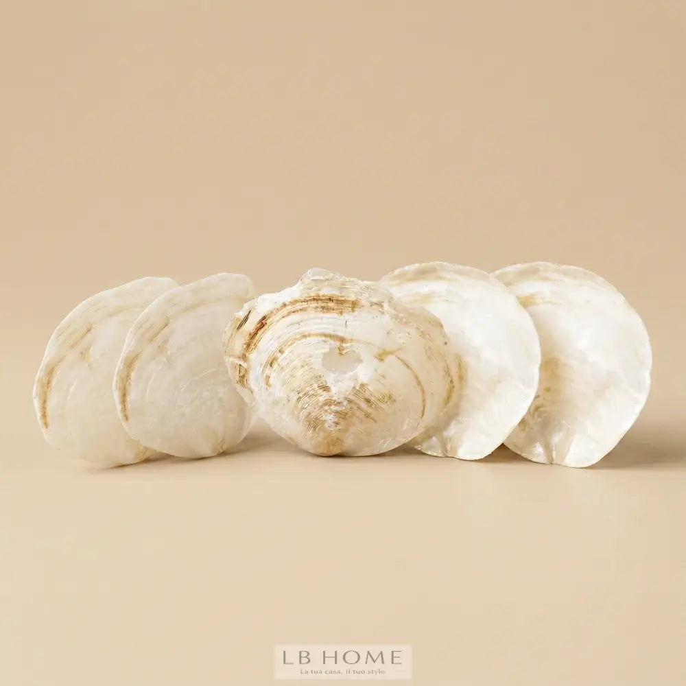 Conchiglie Capiz decor Decor