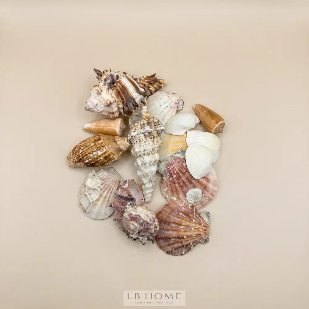 Conchiglie decorative 200gr Decor