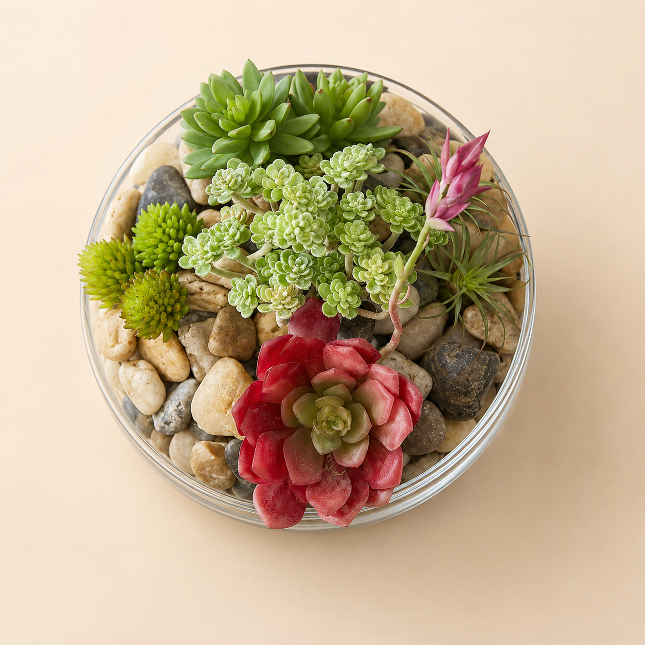 Cactacea Aeonium Artificiale