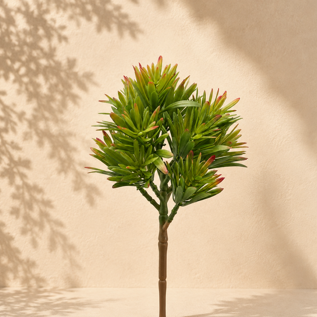 Crassula senza vaso