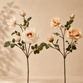Rosa Rex H 65 cm