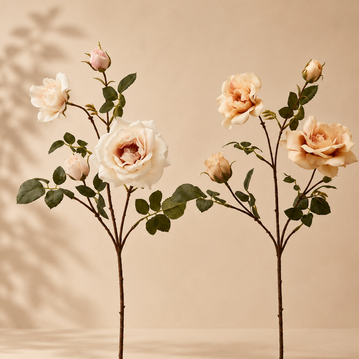 Rosa Rex H 65 cm