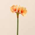 Amaryllis Real Artificiale H.66 cm