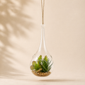 Decoro Goccia in Vetro con Pianta Succulenta – Ø 25 cm