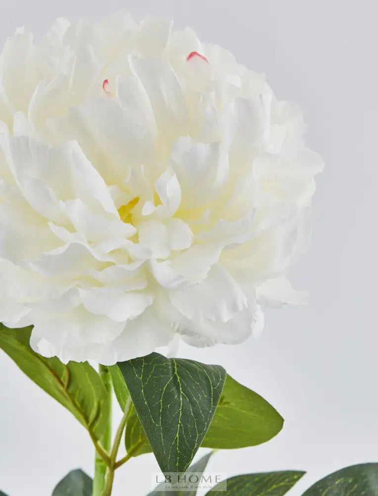 Peonia Rex bianca Piante e fiori artificiali
